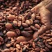 Minority slams government over ‘unfulfilled’ cocoa price promise