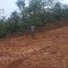 Lands Minister Under Fire…Farmers Accuse Him Of Secretly Authorizing Perseus Mining To Destroy Cocoa Farms In Breman